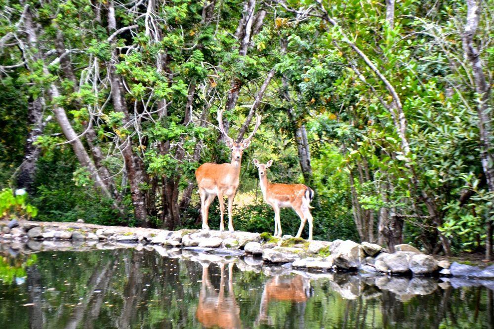 Tree Lodge Nidos De Pucon Ngoại thất bức ảnh