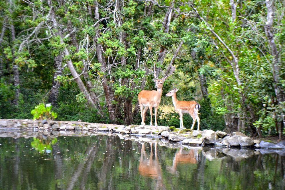 Tree Lodge Nidos De Pucon Ngoại thất bức ảnh